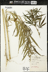 Cannabis sativa image