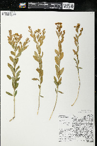 Comandra umbellata subsp. umbellata image