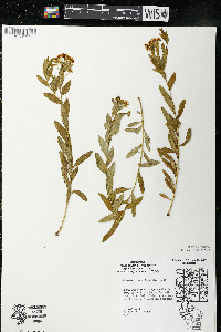 Comandra umbellata subsp. umbellata image