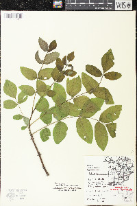 Zanthoxylum americanum image