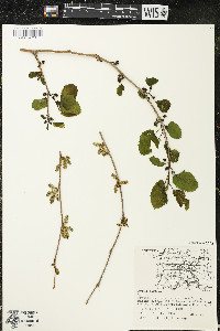 Morus alba image