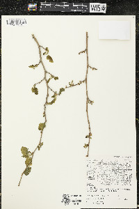 Morus alba image