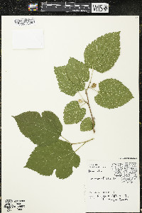 Morus alba image