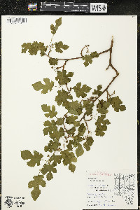 Morus alba image
