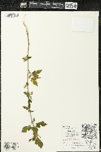 Morus alba image