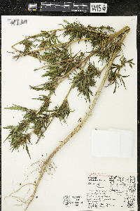 Cannabis sativa image