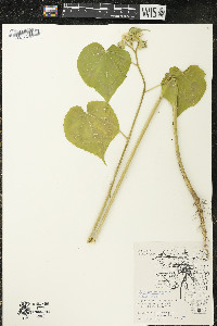 Abutilon theophrasti image