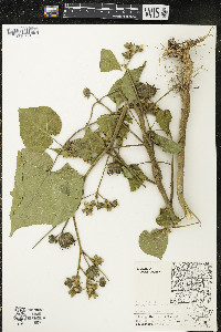 Abutilon theophrasti image