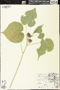 Abutilon theophrasti image