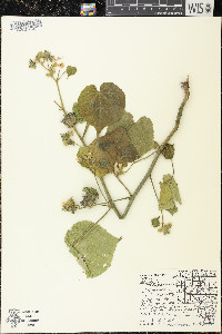 Abutilon theophrasti image