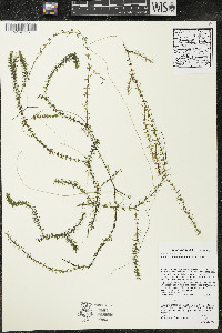 Elodea nuttallii image