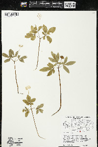 Panax trifolius image