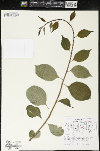 Celastrus scandens image