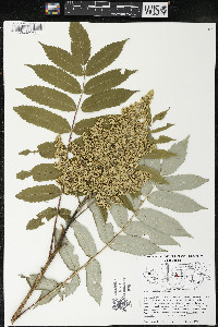 Rhus × borealis image