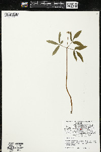 Panax trifolius image