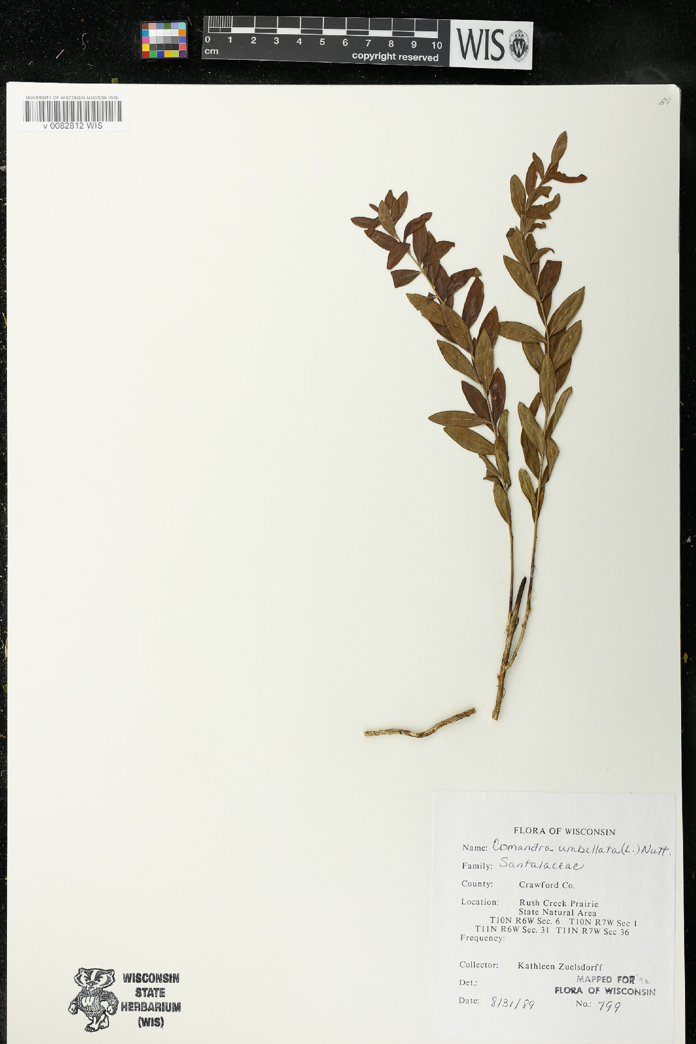 Comandra umbellata subsp. umbellata image