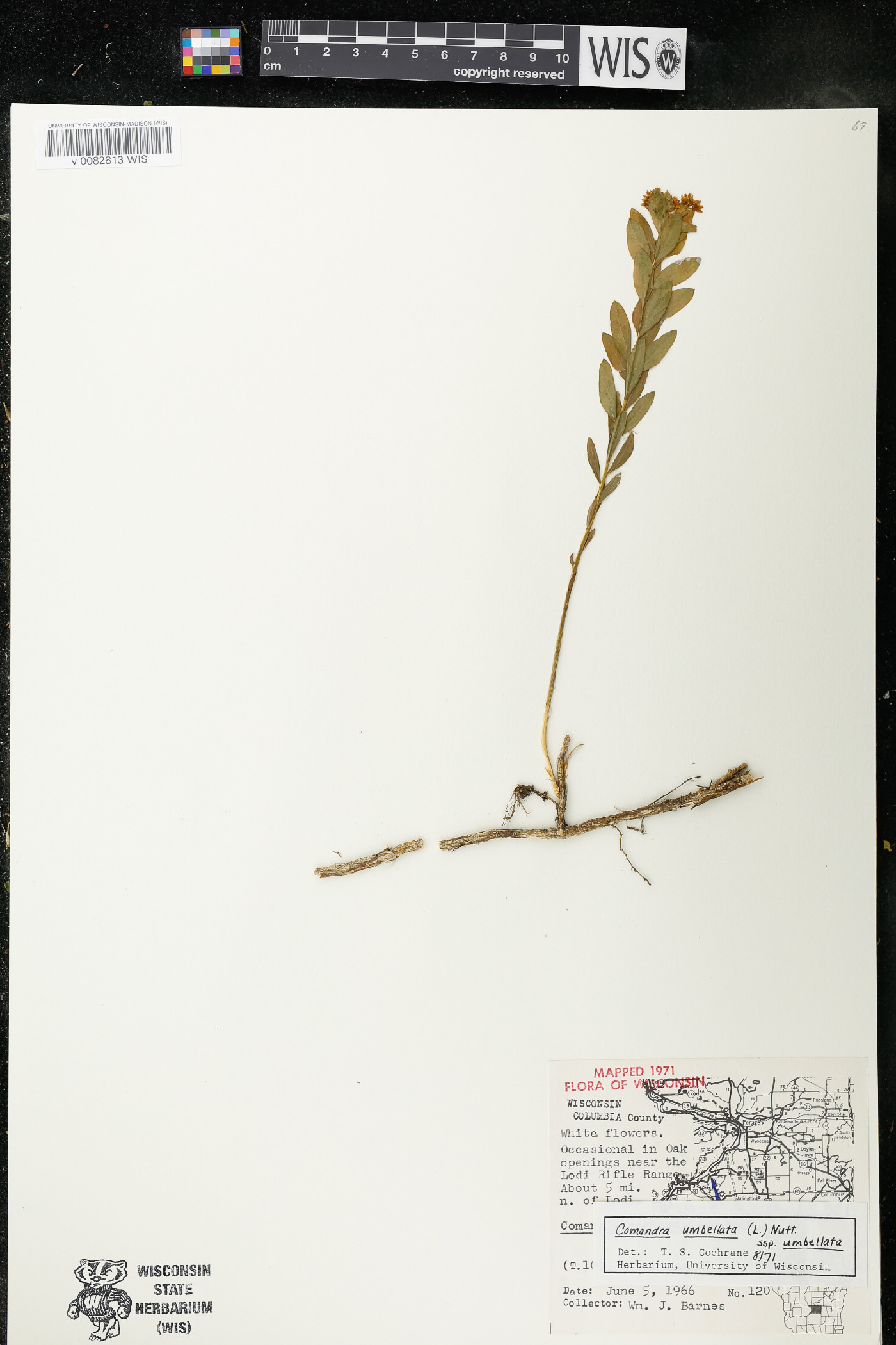 Comandra umbellata subsp. umbellata image