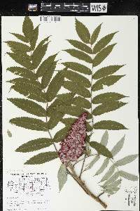 Rhus typhina image