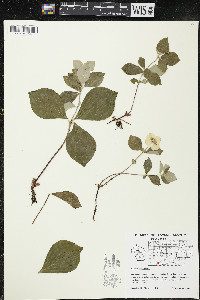 Cornus canadensis image