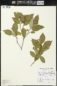 Cornus racemosa image