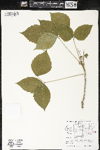 Toxicodendron radicans subsp. negundo image