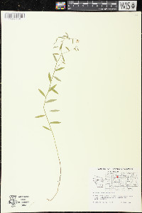 Palustricodon aparinoides image