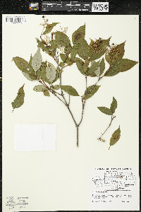 Cornus racemosa image