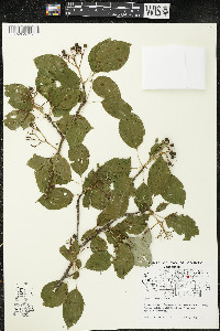 Cornus alternifolia image