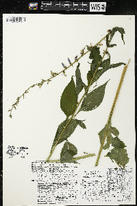 Campanulastrum americanum image