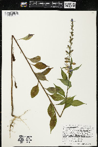 Campanulastrum americanum image