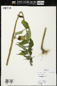 Campanulastrum americanum image