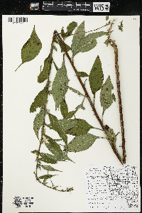 Campanulastrum americanum image