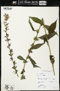 Campanulastrum americanum image