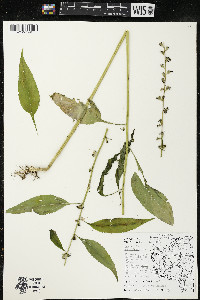 Campanulastrum americanum image