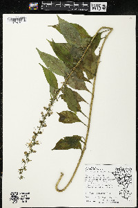 Campanulastrum americanum image