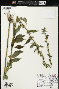 Campanulastrum americanum image