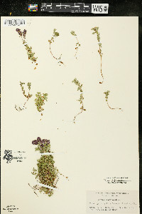 Thymus pulegioides image