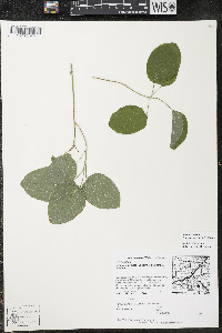 Smilax ecirrhata image