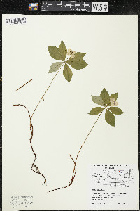 Cornus canadensis image