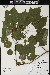 Acer spicatum image