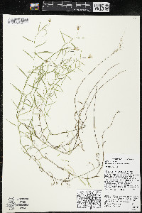 Palustricodon aparinoides image