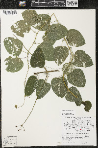 Smilax lasioneura image