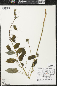 Smilax illinoensis image