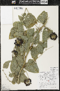 Smilax lasioneura image