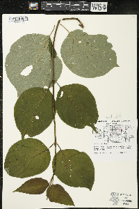 Cornus rugosa image