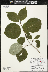 Cornus rugosa image