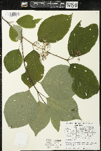 Cornus rugosa image