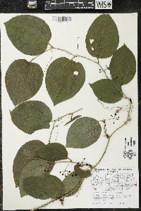 Smilax tamnoides image