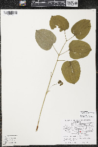 Smilax ecirrhata image