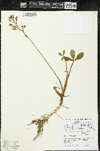 Menyanthes trifoliata image